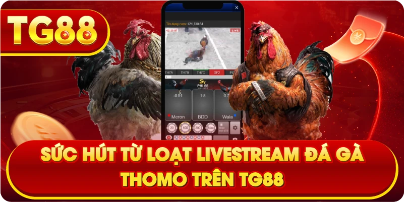 Sức hút từ loạt livestream đá gà Thomo trên TG88